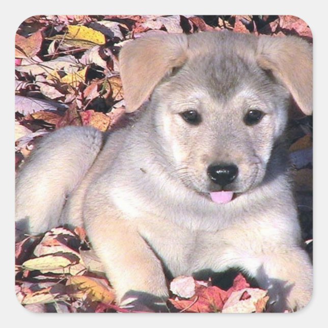 Sassy Puppy In Leaves Square Sticker (Front)