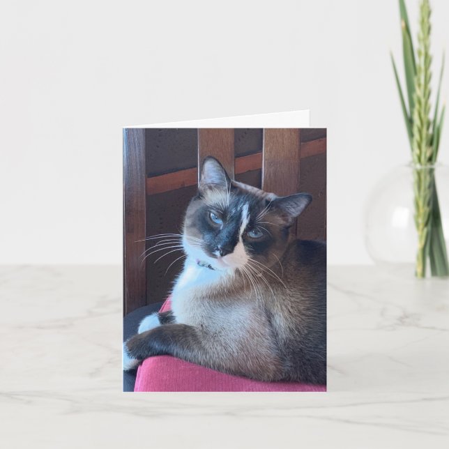 Sassy Snowshoe Cat Card (Front)