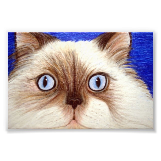Sassy the Himalayan Cat 5 x 7 Photo Print (Front)
