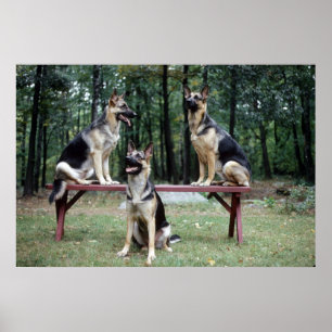 Sassydog German Shepard Poster