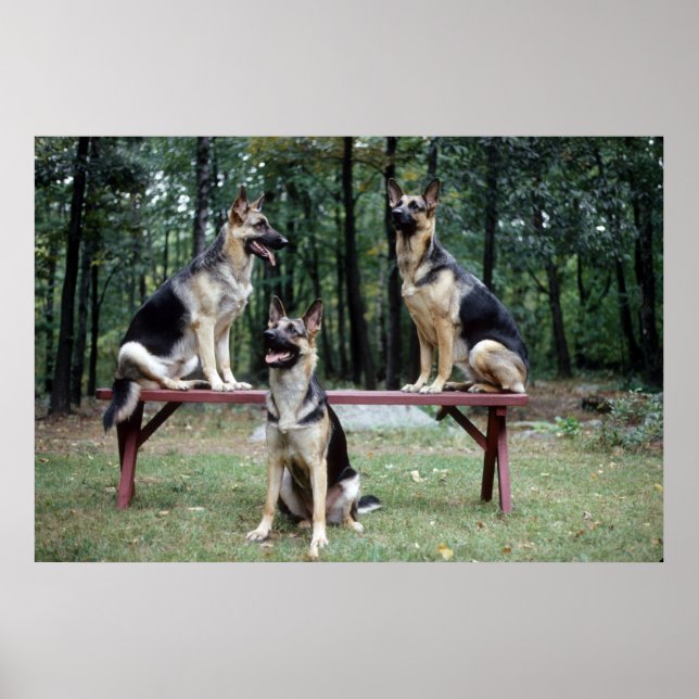 Sassydog German Shepard Poster (Front)