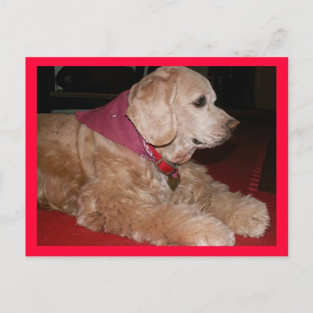 sassygirl postcard (Front)