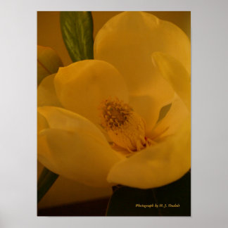 Sateen Magnolia Poster