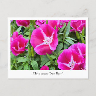 Satin or Godet Flower Collectable Postcard