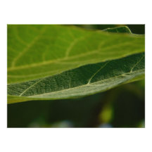 Satin photo paper with printed image of a leaf