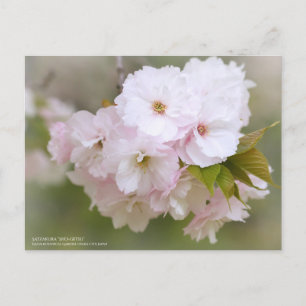 Satzakura“Sho-getsu”:Postcard Postcard