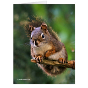 Saucy Red Squirrel in the Fir