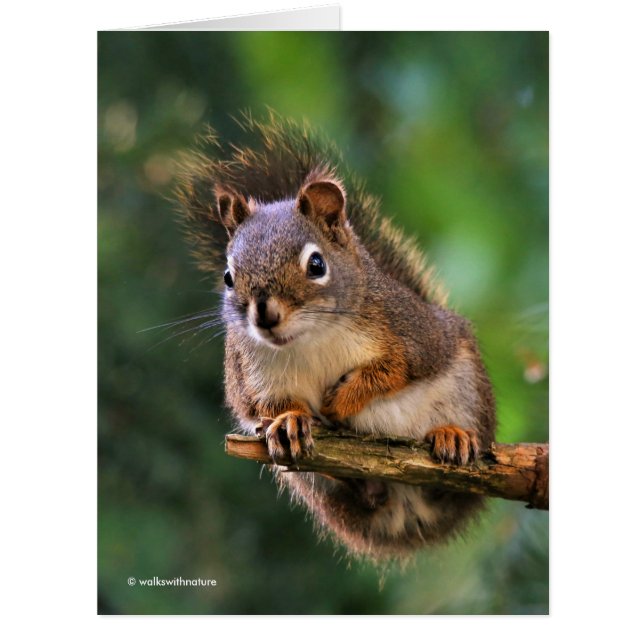 Saucy Red Squirrel in the Fir (Front)
