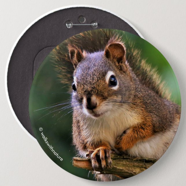 Saucy Red Squirrel in the Fir 6 Inch Round Button (Front & Back)