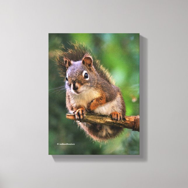 Saucy Red Squirrel in the Fir Canvas Print (Front)