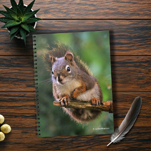 Saucy Red Squirrel in the Fir Notebook