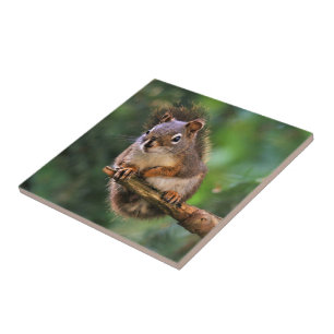 Saucy Red Squirrel in the Fir Tile