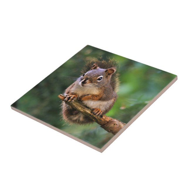 Saucy Red Squirrel in the Fir Tile (Side)