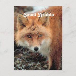 Saudi Arabian Fox Postcard