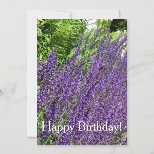 Sauge pourpre, Salvia violette Carte Anniversaire (Devant)