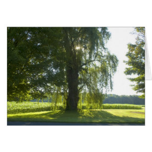 Saule de matin - commencez le jour de congé la