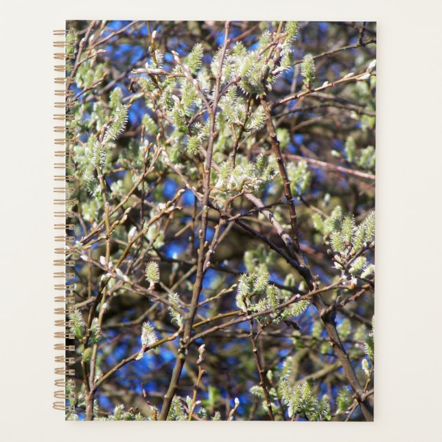 SAULE DE PRINTEMPS (Devant)