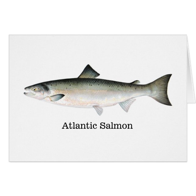 Saumon atlantique (Devant horizontal)