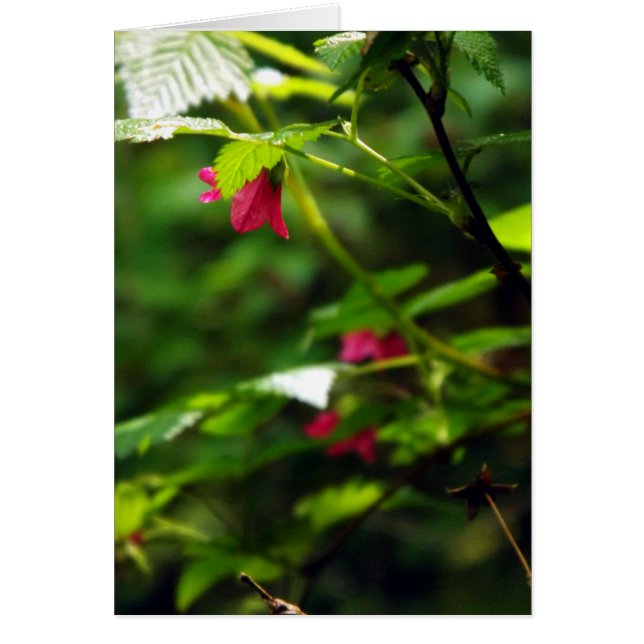 Saumon Berry (Devant)