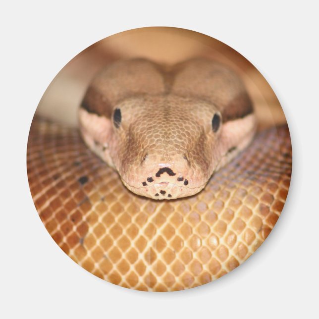 Saumon Boa Magnet (Devant)