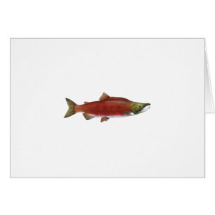 Saumon de saumon rouge