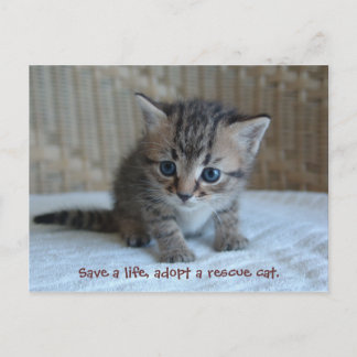Sauver une vie, adopter un chat secouru. carte pos