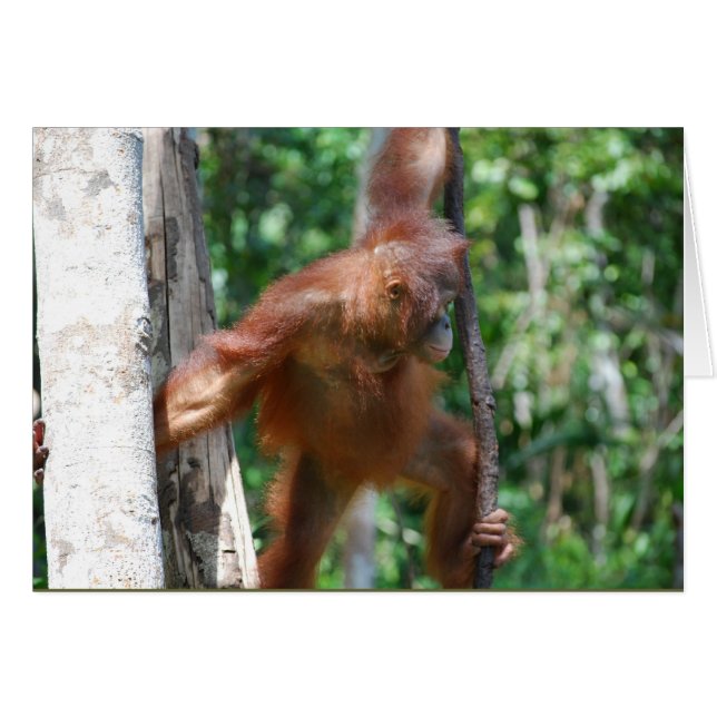 Sauvez la faune orangutane de Borneo (Devant horizontal)