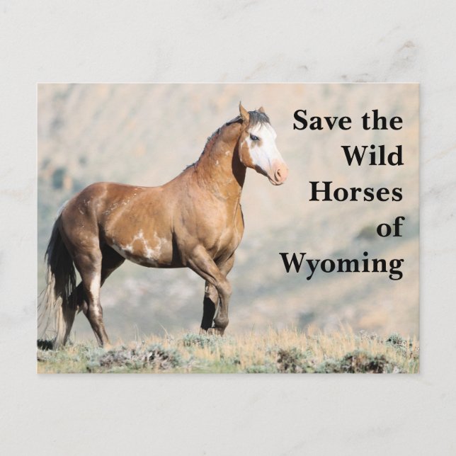 Sauvez les chevaux sauvages du Wyoming Carte posta (Devant)