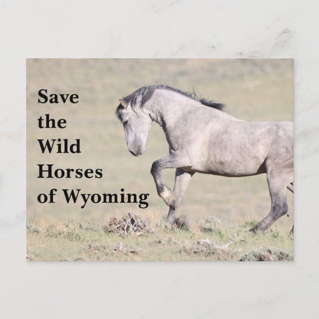 Sauvez les chevaux sauvages du Wyoming Carte posta (Devant)