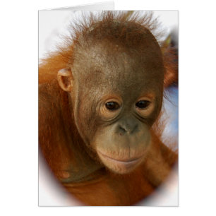 Sauvez les orangs-outans de l'extinction