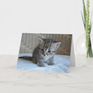 Sauvez une vie, adoptez une carte de voeux de chat