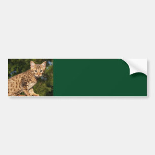 Savannah Cat Background Bumper Sticker