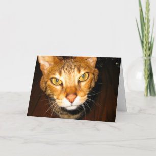 Savannah Cat Card