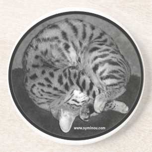 Savannah cat Coaster