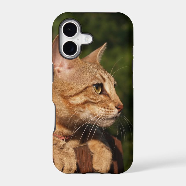 Savannah Cat  iPhone 5 Case-Mate Barely There (Back)