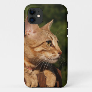Savannah Cat iPhone 5 Case-Mate Barely There 11 Case