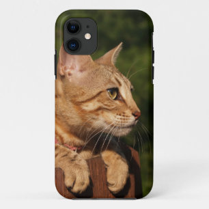 Savannah Cat iPhone 5 11 Case