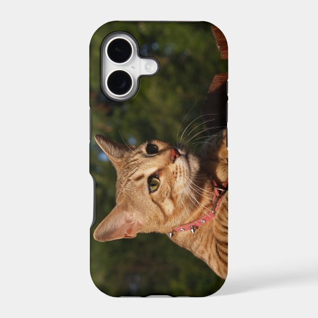Savannah Cat iPhone 5 Custom Case-Mate ID (Back)