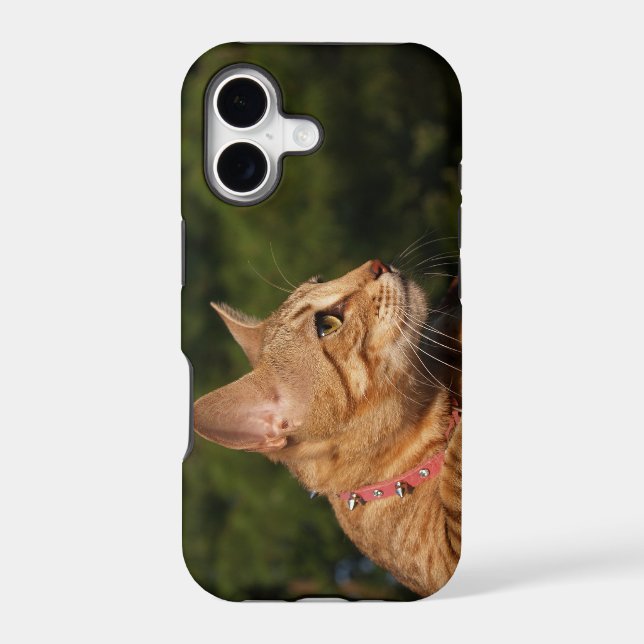 Savannah Cat iPhone 5 Custom Case-Mate ID (Back)