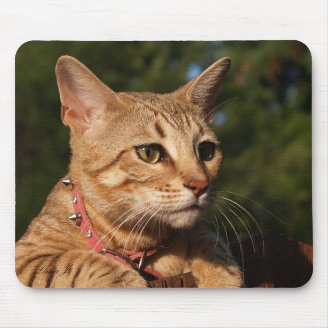 Savannah Cat Mousepad (Front)