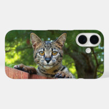 Savannah Cat  Phone Case