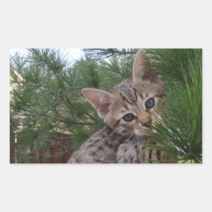 Savannah Cat Rectangle Sticker