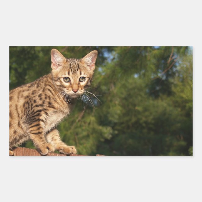 Savannah Cat Rectangle Sticker (Front)