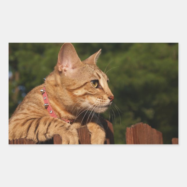 Savannah Cat Rectangle Sticker (Front)