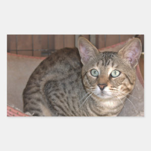 Savannah Cat Rectangle Sticker