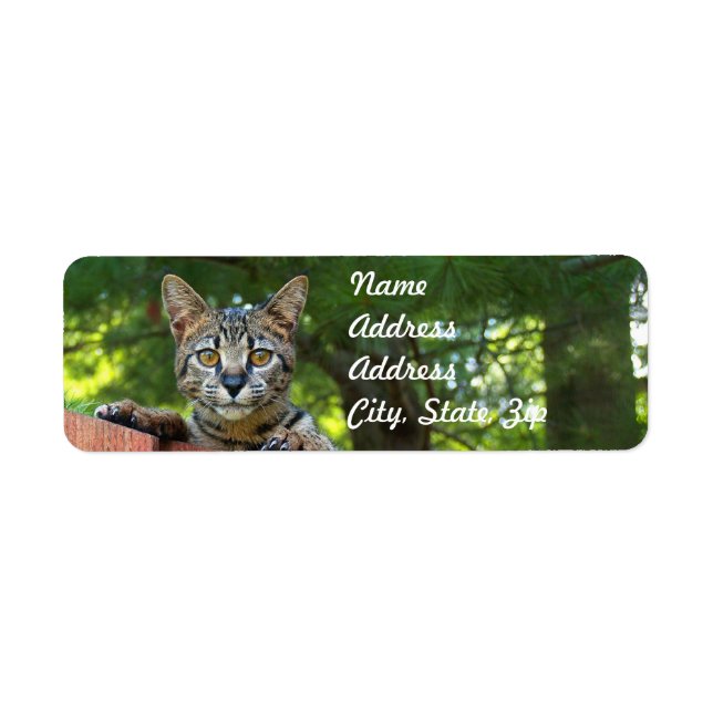 Savannah Cat Return Address Sticker (Front)