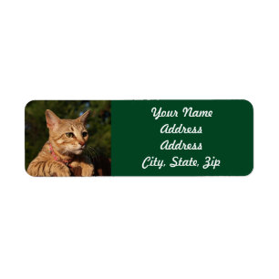 Savannah Cat Return Address Sticker