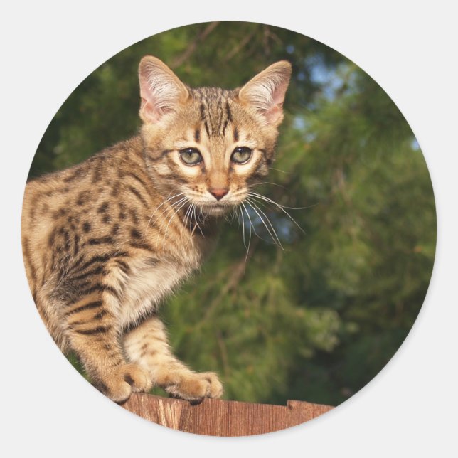 Savannah Cat Round Sticker (Front)