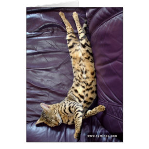 Savannah Cat Sleeping Card