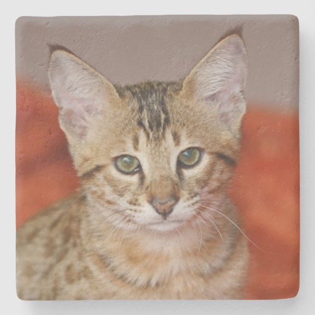 Savannah Cat Square Coaster (Front)
